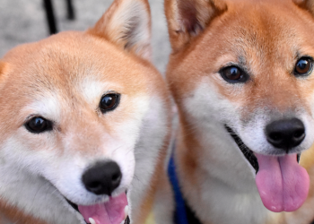 Ethereum, Dogecoin y Bitcoin Cash se Benefician Del Rally de BTC
