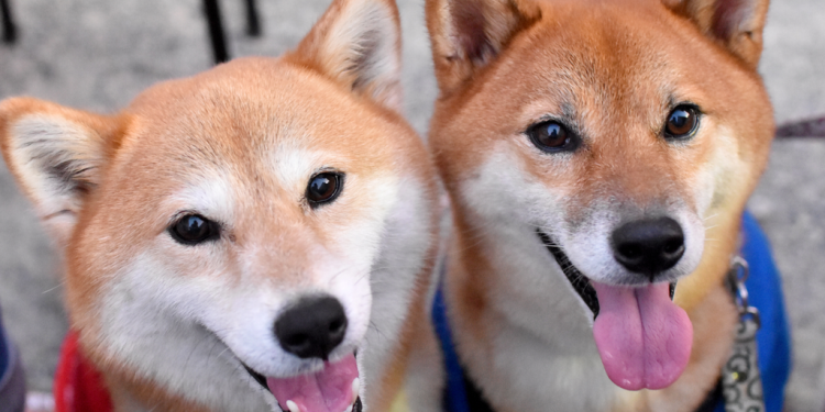 Ethereum, Dogecoin y Bitcoin Cash se Benefician Del Rally de BTC