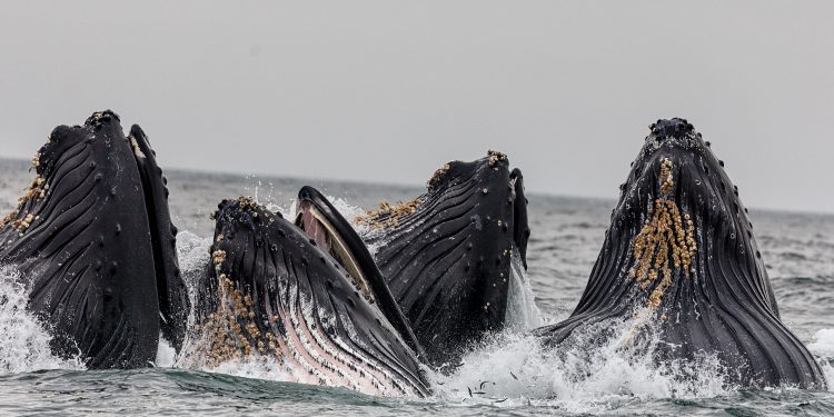 Ethereum Top 10 Whales Now Control 41 Million ETH, A Record