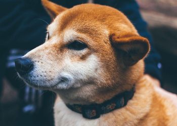 Dogecoin's 9% Swing Amid Fake Rumor of Mascot's Death Riles Up Crypto Enthusiasts – CoinDesk