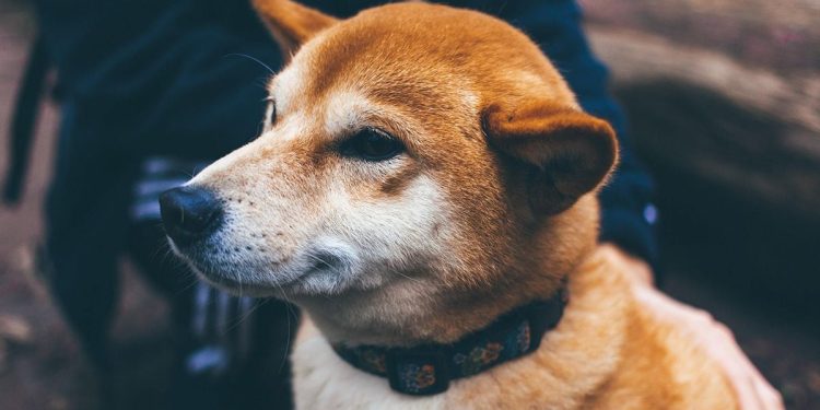 Dogecoin's 9% Swing Amid Fake Rumor of Mascot's Death Riles Up Crypto Enthusiasts – CoinDesk