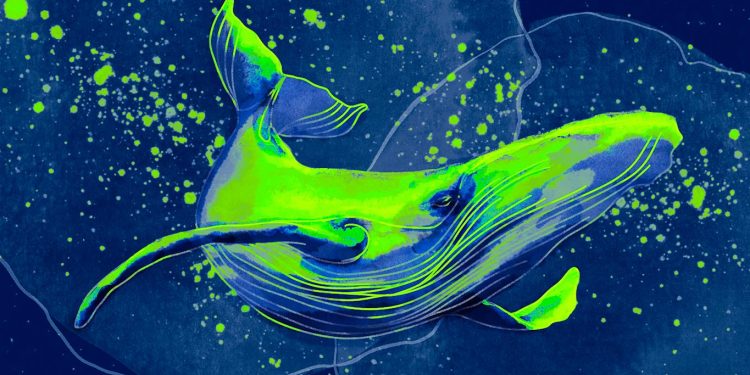 Bitcoin Whales Accumulate $3,000,000,000 in BTC in Less Than a Month, According to IntoTheBlock