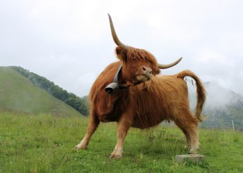 Urgent Call For Bulls As Analysts Predict Dire Correction Ahead