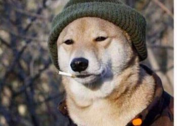 Solana’s Biggest Memecoin Gains $681,000 In 3 Days