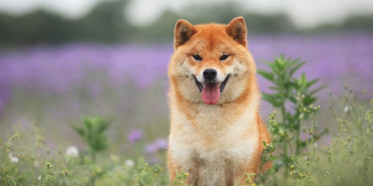 Why Dogecoin, Shiba Inu, and Pepe Are Soaring Today