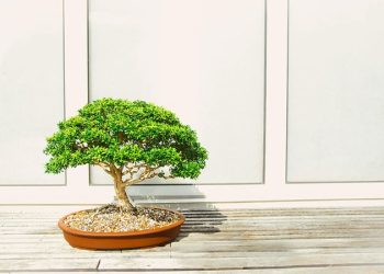 Bonsai3 Takes on Web3 and AI Development With Upgrade