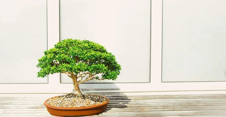 Bonsai3 Takes on Web3 and AI Development With Upgrade