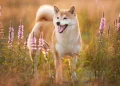 Shiba Inu Cryptocurrency Burn Rate Soars by 172%, Coincides with Market Price Recovery