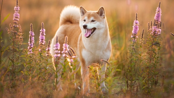 Shiba Inu Cryptocurrency Burn Rate Soars by 172%, Coincides with Market Price Recovery