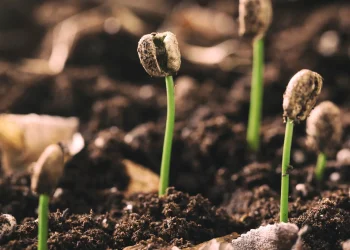 AI this Earth Day: Top opportunities to advance sustainability initiatives