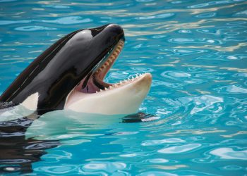 Ethereum Whales Go On Buying Spree Amid Market Crash