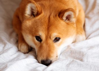 Dogecoin (DOGE) 2030 Price Prediction: Bull, Bear, and Base Forecasts
