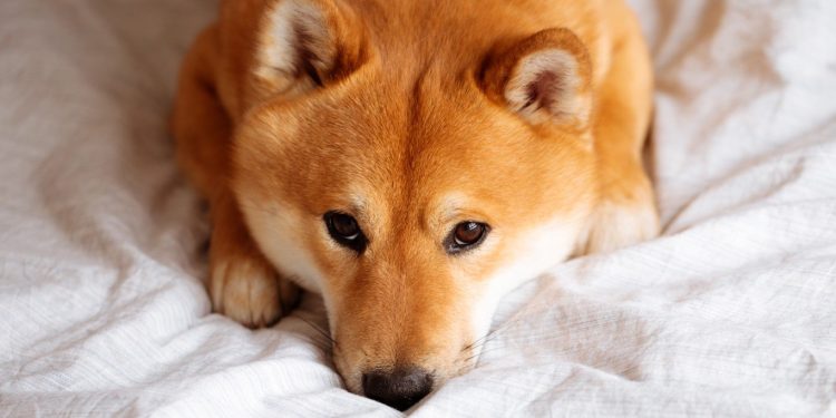 Dogecoin (DOGE) 2030 Price Prediction: Bull, Bear, and Base Forecasts