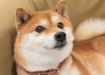Should You Buy Dogecoin While It’s Still Below $0.20?
