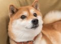 Is Dogecoin a Millionaire Maker?