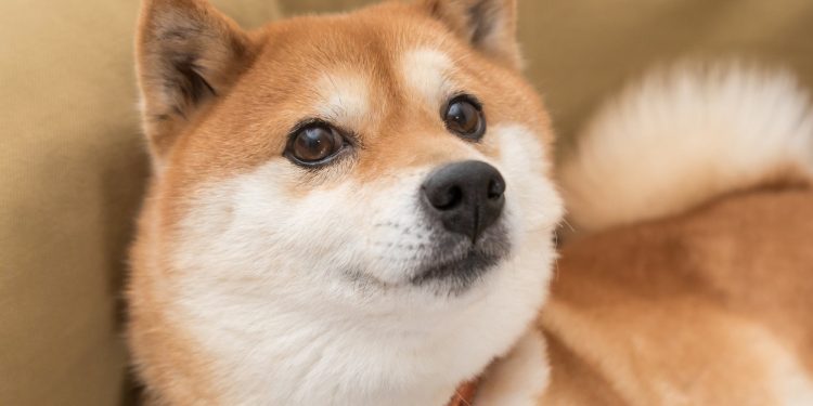 Is Dogecoin a Millionaire Maker?