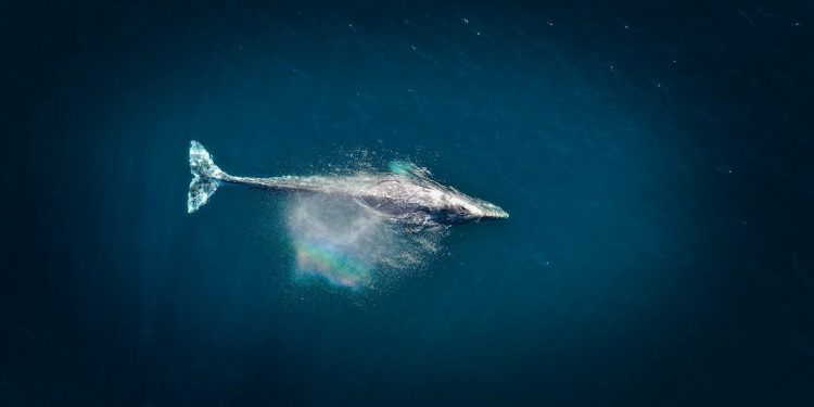 Ethereum Whale Buys 127K ETH, Was It Justin Sun Again?