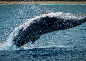 Bitcoin Gets ‘Monster’ Whale Boost With $1.2 Billion ETF Purchase