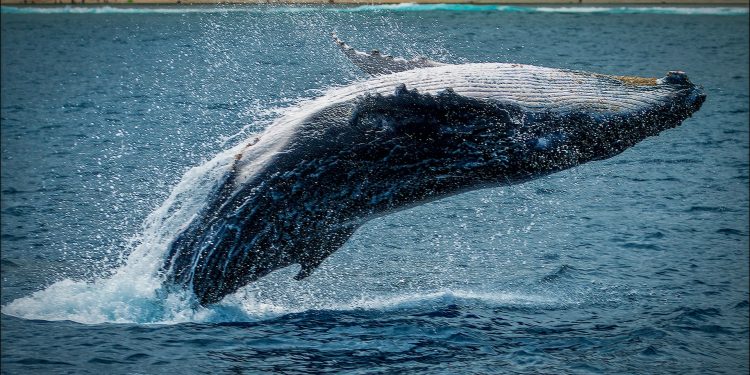 Bitcoin Gets ‘Monster’ Whale Boost With $1.2 Billion ETF Purchase