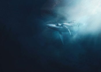 Whale Deposits $21M In DeFi Tokens To Binance, Is It Justin Sun?