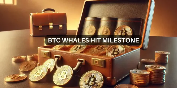 2-year high for Bitcoin’s whales – What does that mean for you?