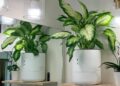 I let a smart planter maintain itself while I was away for 2 months – here’s the result