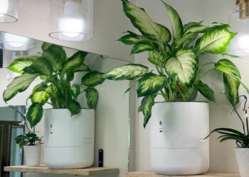 I let a smart planter maintain itself while I was away for 2 months – here’s the result